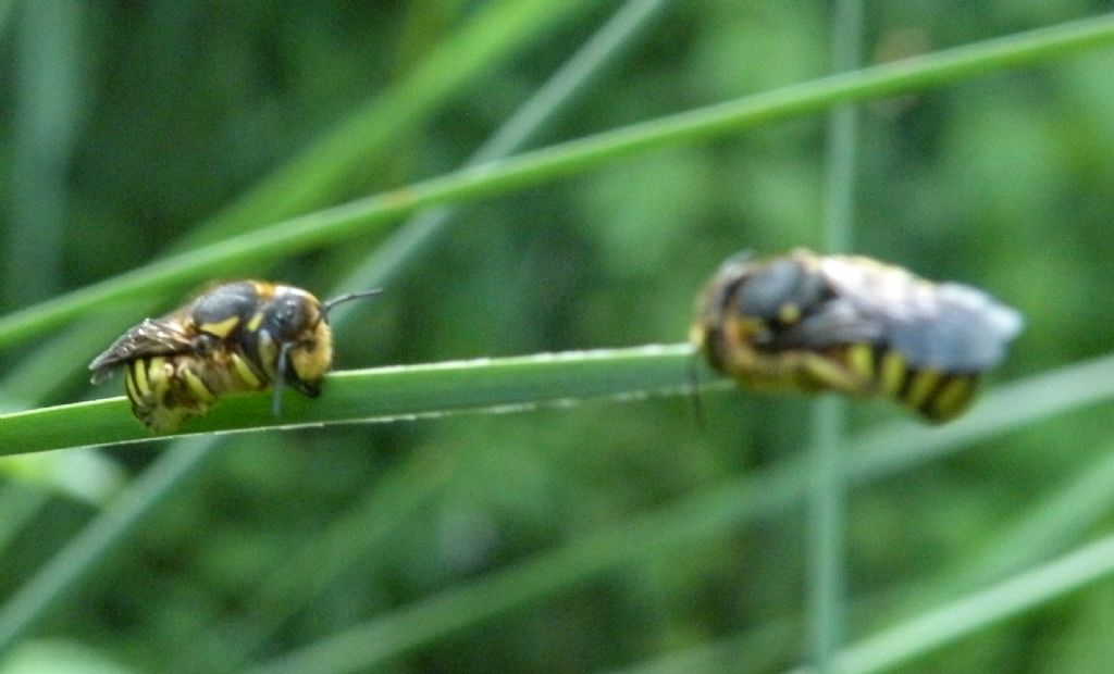 Anthidium florentinum, maschi  (Apidae Megachilinae)